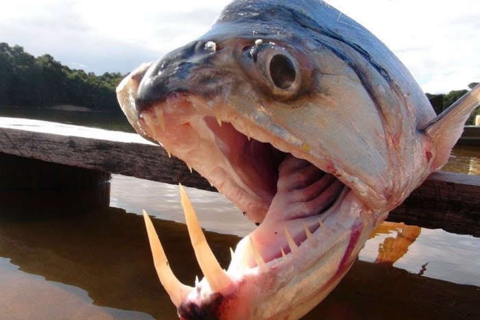 7 опасных рыб, которые способны убить человека Животные