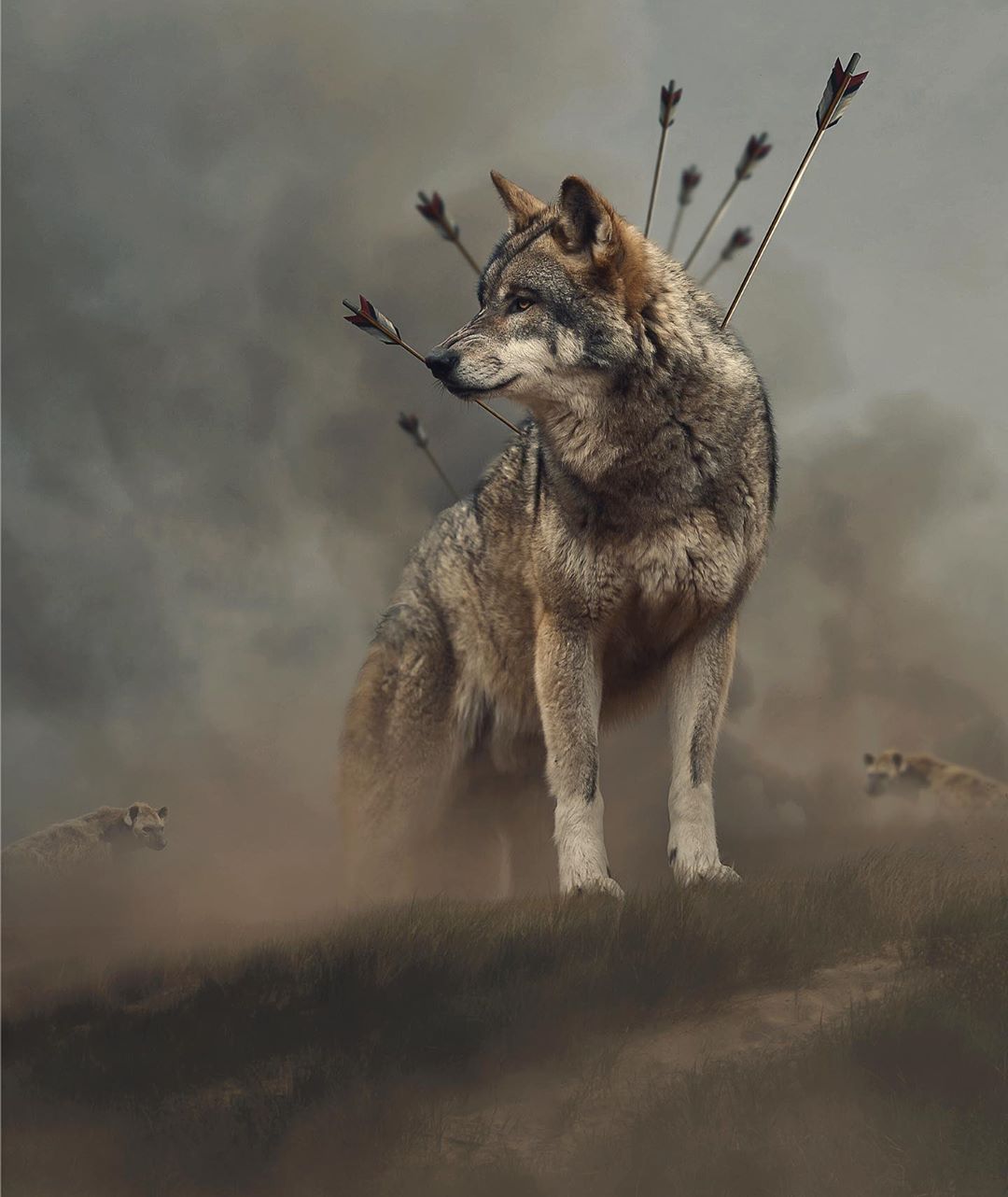 Фотоманипуляции волки
