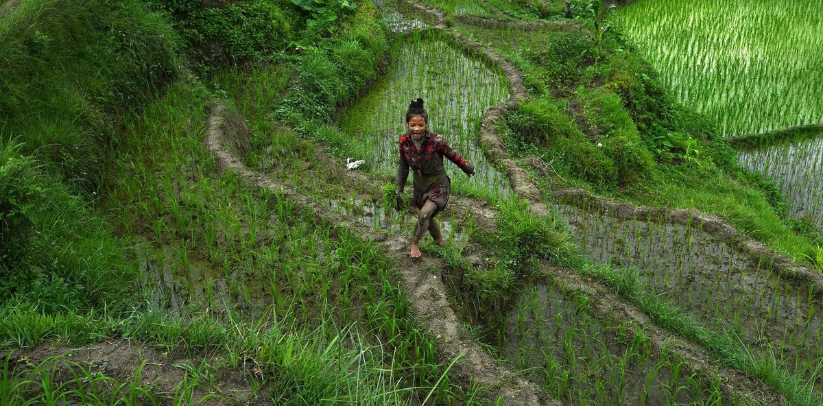 Национальный день риса отмечают в Непале