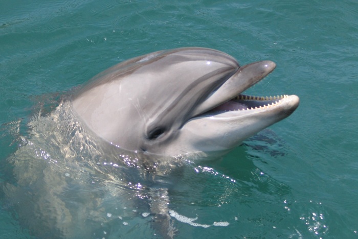 Существовали ли боевые дельфины в СССР на самом деле