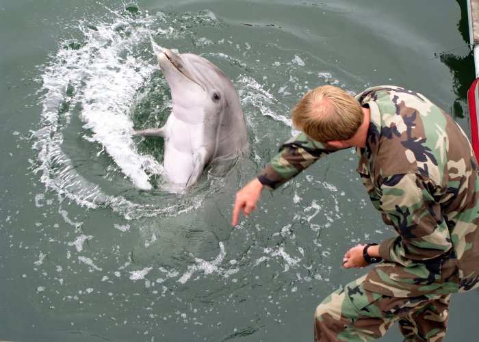 Существовали ли боевые дельфины в СССР на самом деле