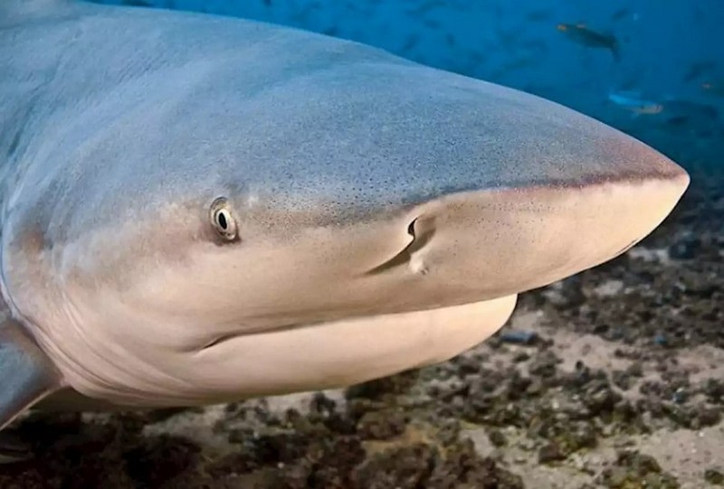 Самые страшные и опасные среди акул