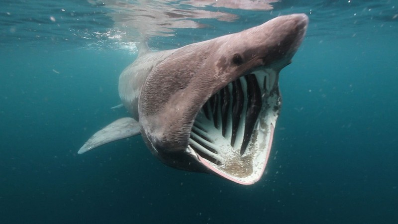 Самые страшные и опасные среди акул
