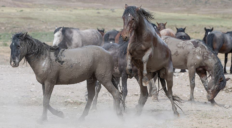 Схватка диких лошадей в штате Юта
