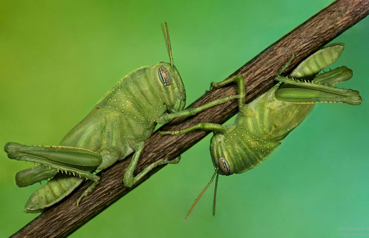 Удивительные макроснимки насекомых от Мофида Абу Шалва