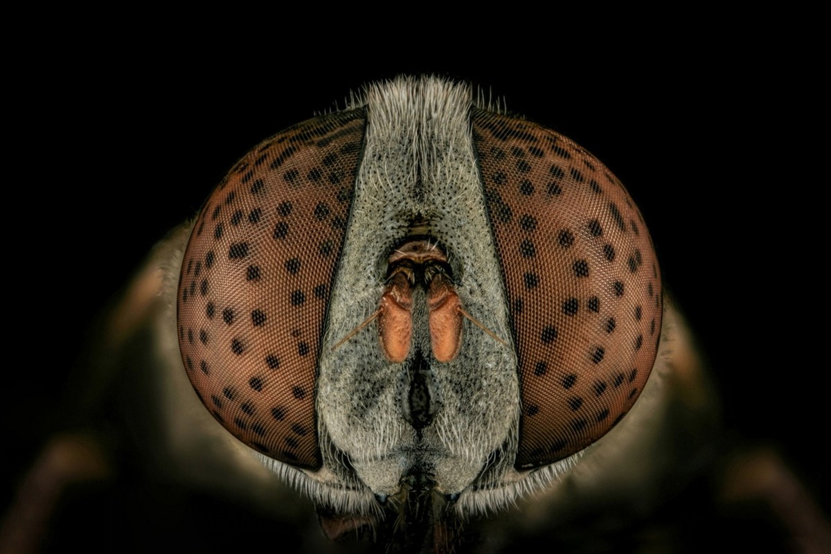 Удивительные макроснимки насекомых от Мофида Абу Шалва