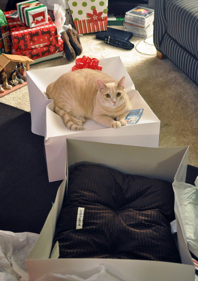 Как кошки игнорируют подаренные им подарки