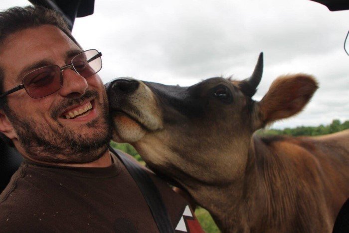 Милые снимки с коровами, которые легко завоюют ваше сердце