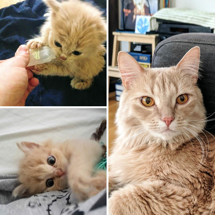 Милые котики до и после того, как их спасли от бездомной жизни