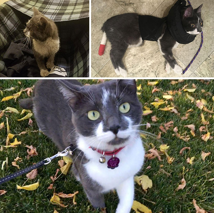Милые котики до и после того, как их спасли от бездомной жизни Животные