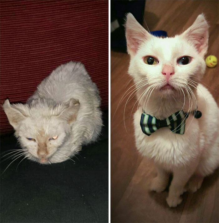 Милые котики до и после того, как их спасли от бездомной жизни Животные