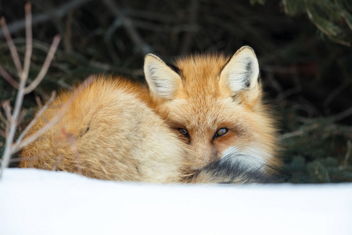 Милые и симпатичные лисы на снимках Бриттани Кроссман Животные