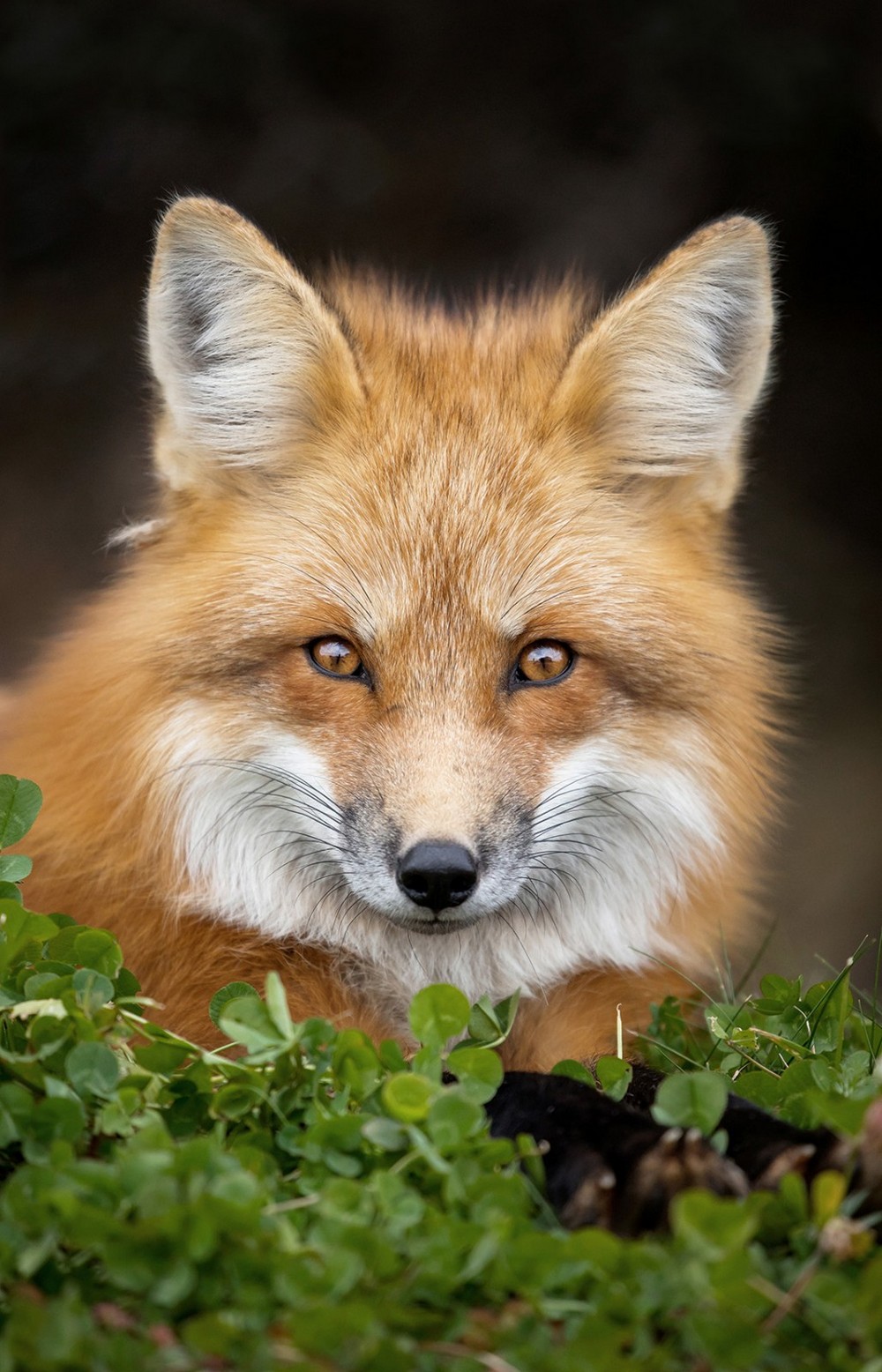 Милые и симпатичные лисы на снимках Бриттани Кроссман