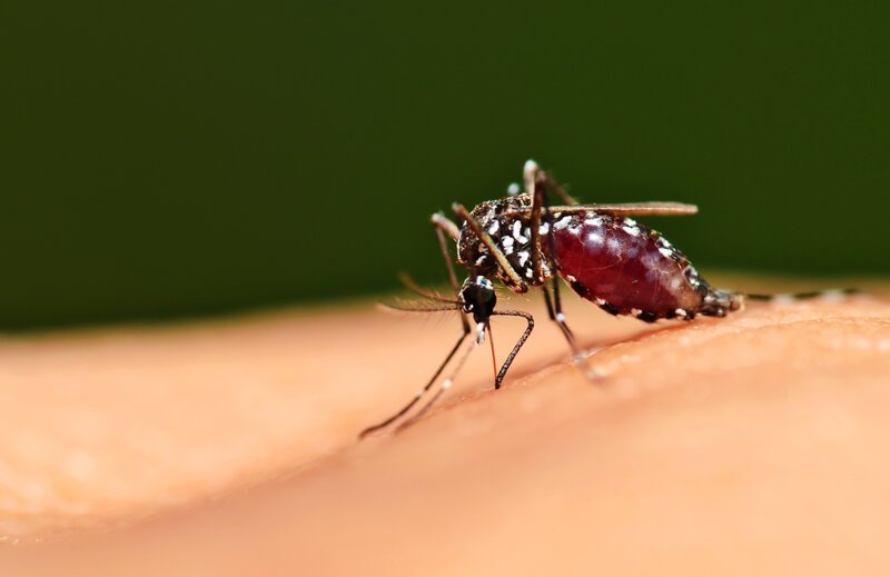 Пять этапов жизни комара: от яйца до зимней спячки