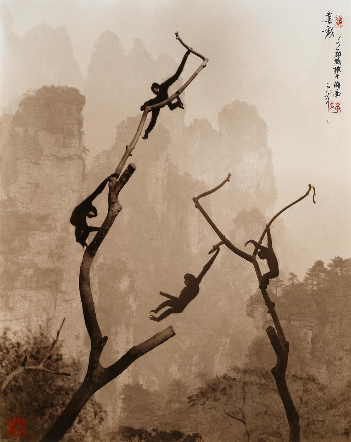 Традиционные для китайской живописи мотивы на снимках Дон Хонг-Оай