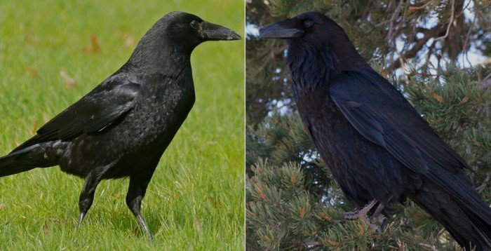 Ворон и ворона: в чём разница между ними?