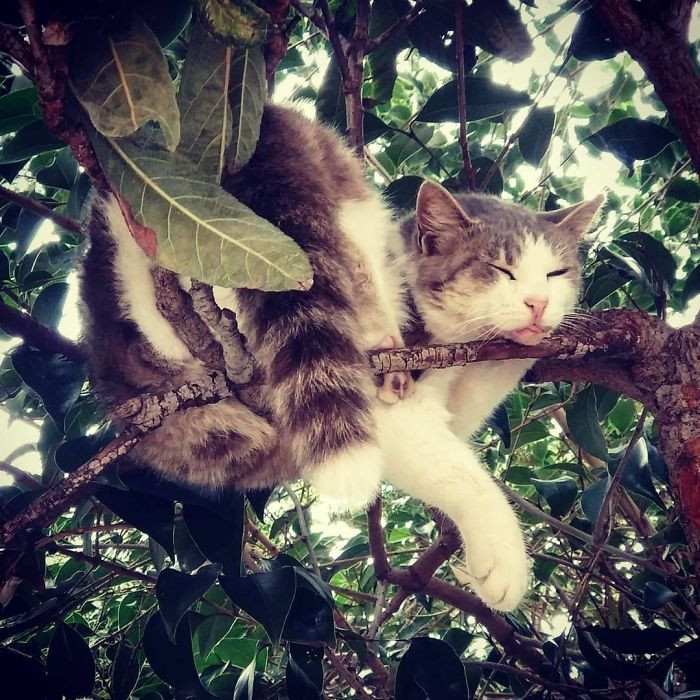 Эти котики в совершенстве овладели искусством спать на деревьях