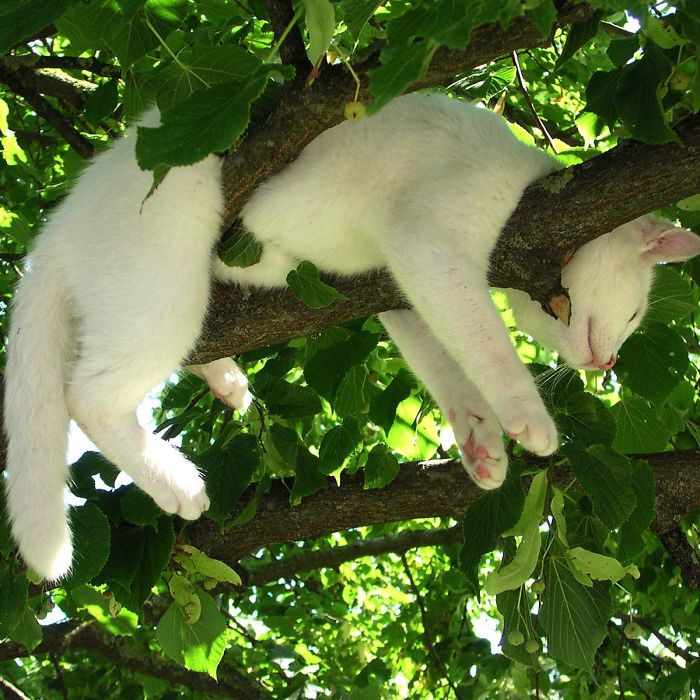 Эти котики в совершенстве овладели искусством спать на деревьях