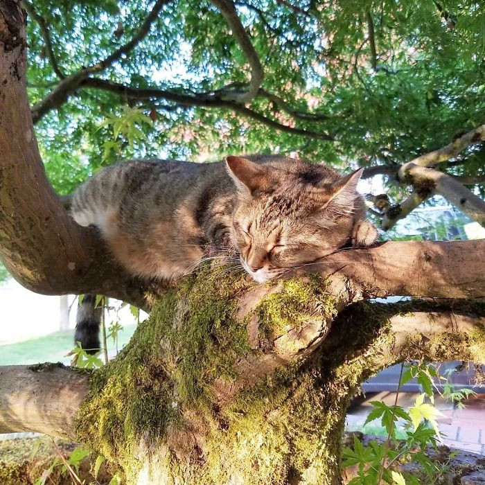 Эти котики в совершенстве овладели искусством спать на деревьях Животные