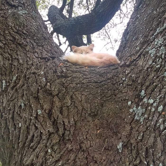 Эти котики в совершенстве овладели искусством спать на деревьях Животные