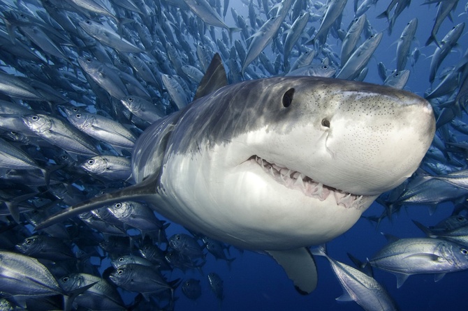 Немного интересных фактов об акулах