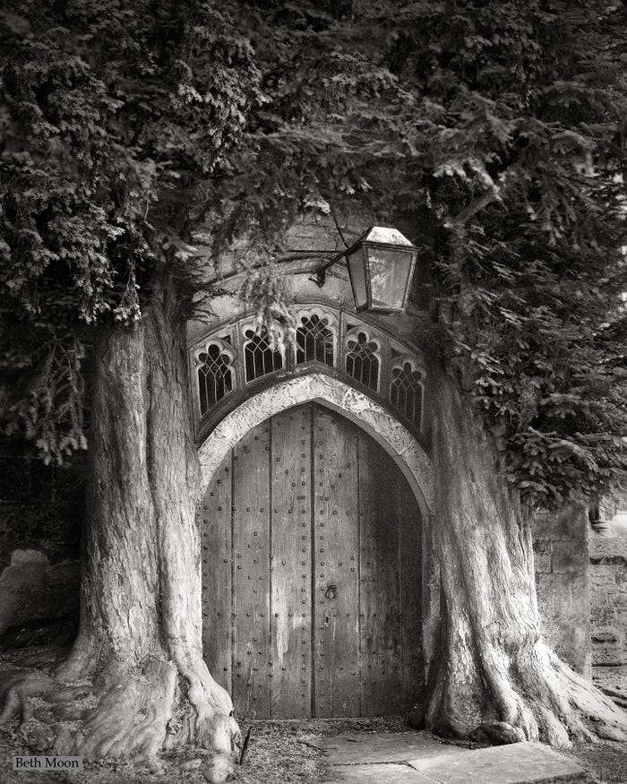 Самые старые и величественные деревья в мире на снимках