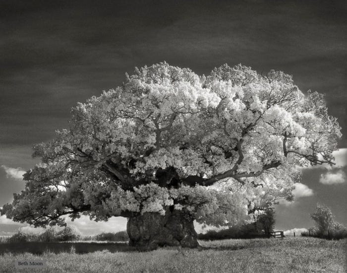Самые старые и величественные деревья в мире на снимках