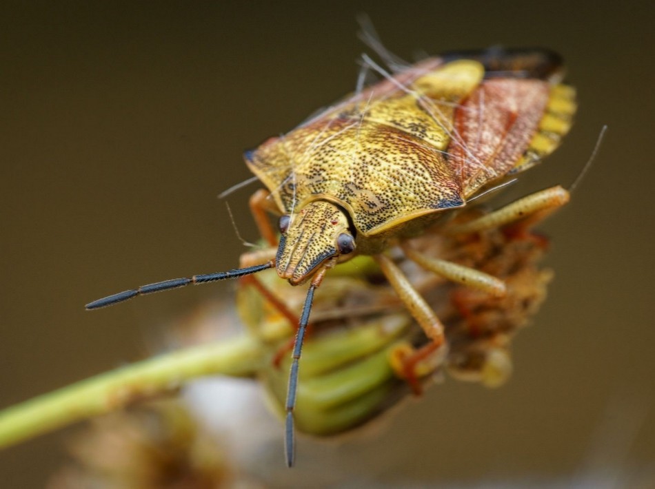 Удивительные макрофотографии пауков и насекомых от Флориана Дзула