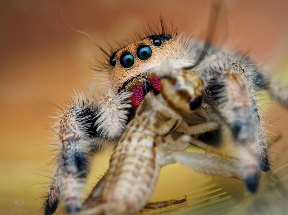 Удивительные макрофотографии пауков и насекомых от Флориана Дзула
