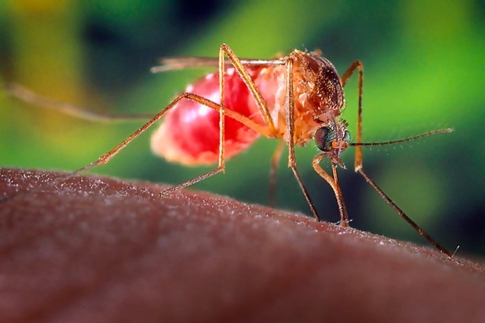 Из-за чего комариные укусы чешутся