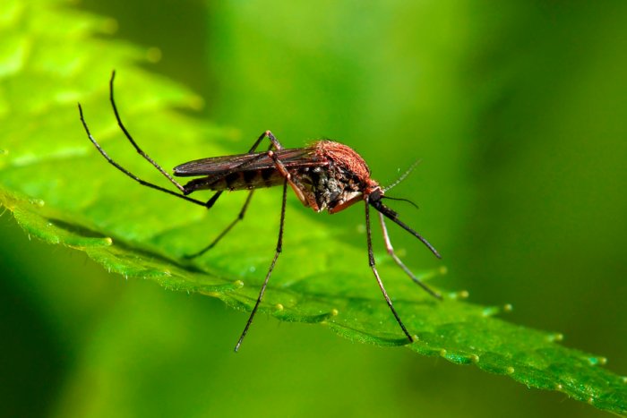 Из-за чего комариные укусы чешутся