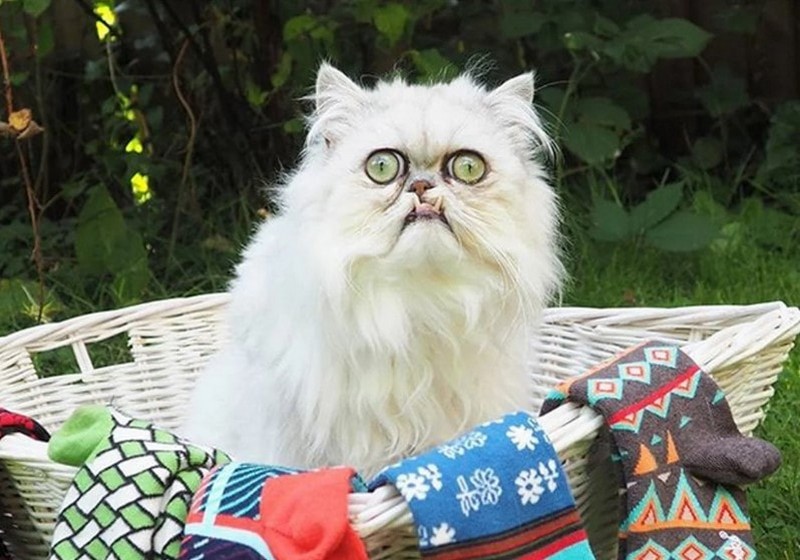Известные коты с крайне необычной внешностью Животные