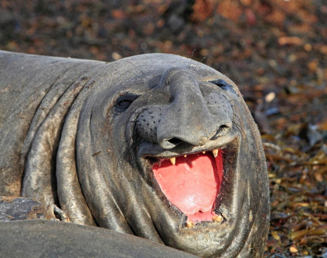 Смеющиеся тюлени, которые услышали самую смешную шутку