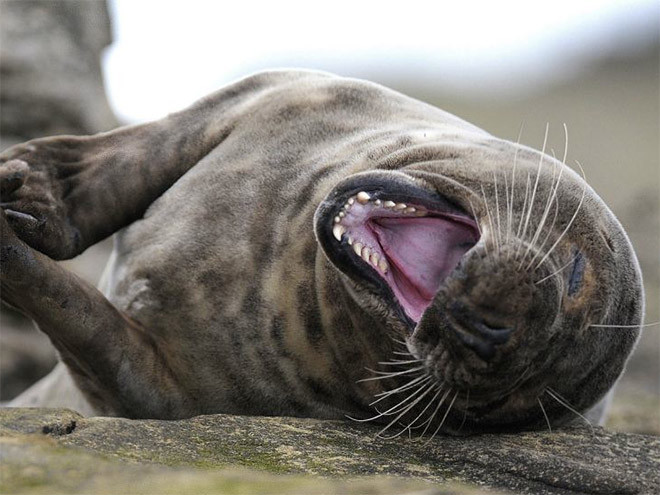 Смеющиеся тюлени, которые услышали самую смешную шутку