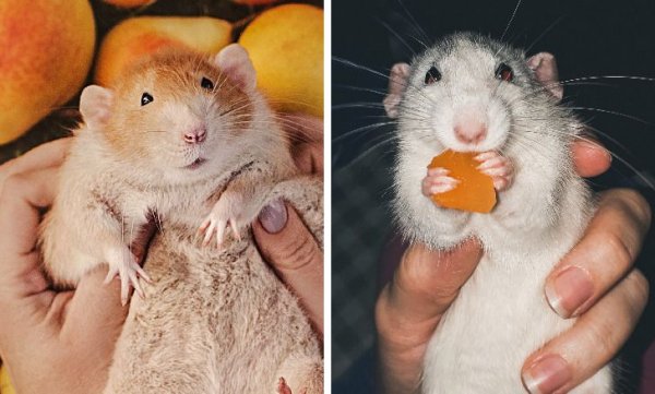 Как отличить дамбо от обычной крысы фото