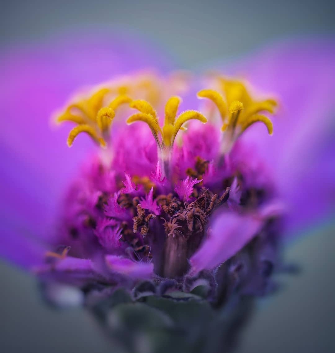 Эффектные снимки цветов и насекомых от Ани Стребер