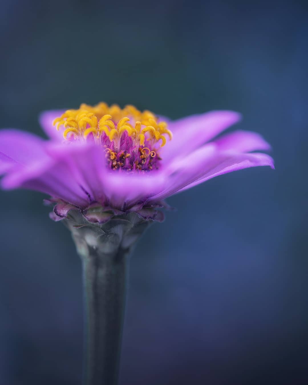 Эффектные снимки цветов и насекомых от Ани Стребер