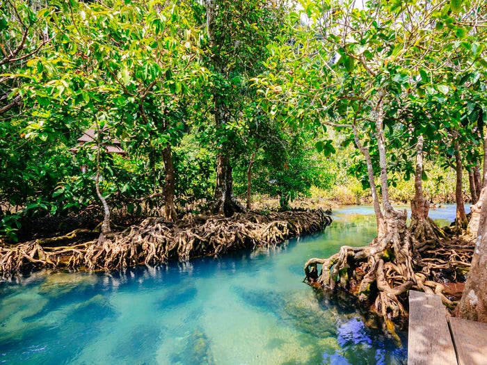 Уникальная красота в совершенно разных лесах мира лесов, также, тропических, Тижука, является, которые, красота, известен, Халлербос, самых, охватывает, своими, Khlong, мангрового, крупнейшего, домом, покрывают, водой, тропический, являются