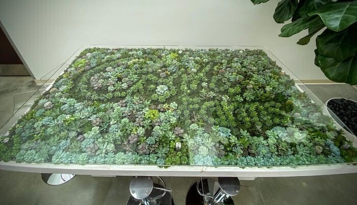 Суккуленты помогли превратить столы в пышные зеленые сады