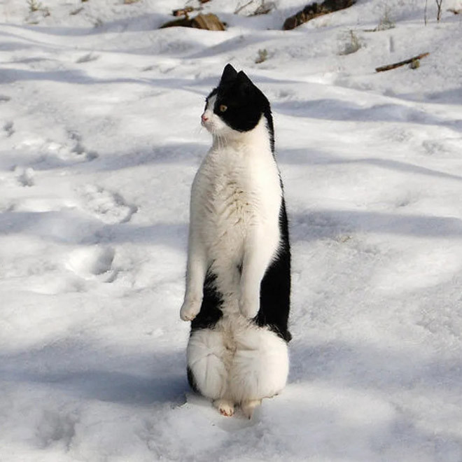 Некоторые котики думают, что они пингвины