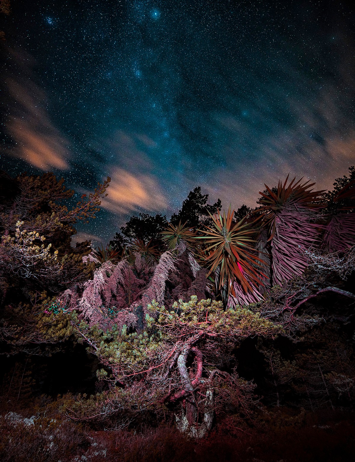 Ночные растения и деревья на снимках Линды Вестин