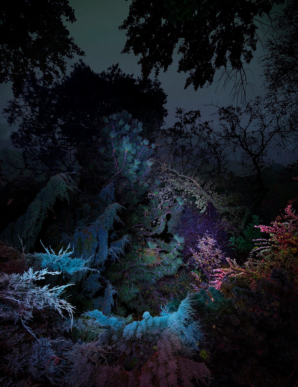 Ночные растения и деревья на снимках Линды Вестин