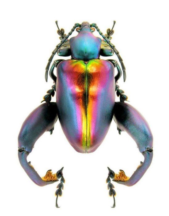 Яркие снимки жуков, которые поразят вас своими цветами