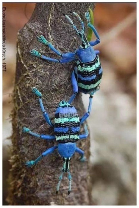 Яркие снимки жуков, которые поразят вас своими цветами