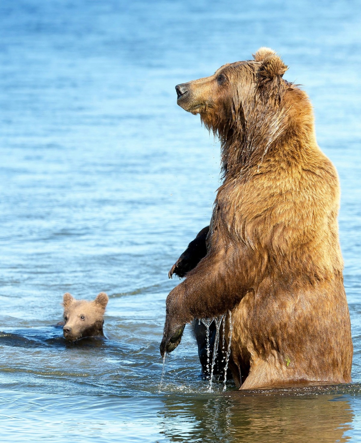 Медведица учит медвежат не бояться воды