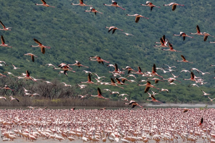 Озеро Богория, где можно увидеть около двух миллионов фламинго