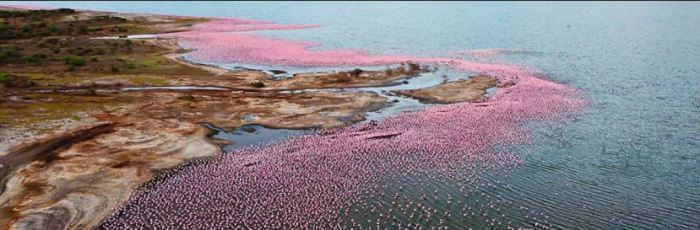 Озеро Богория, где можно увидеть около двух миллионов фламинго