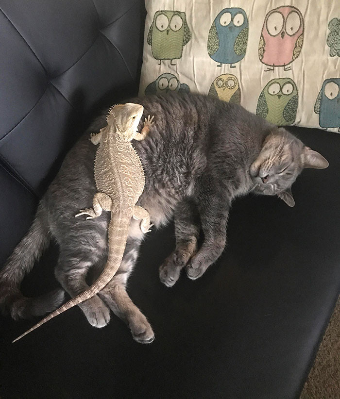 Котики и ящерицы, которые смогли стать друзьями