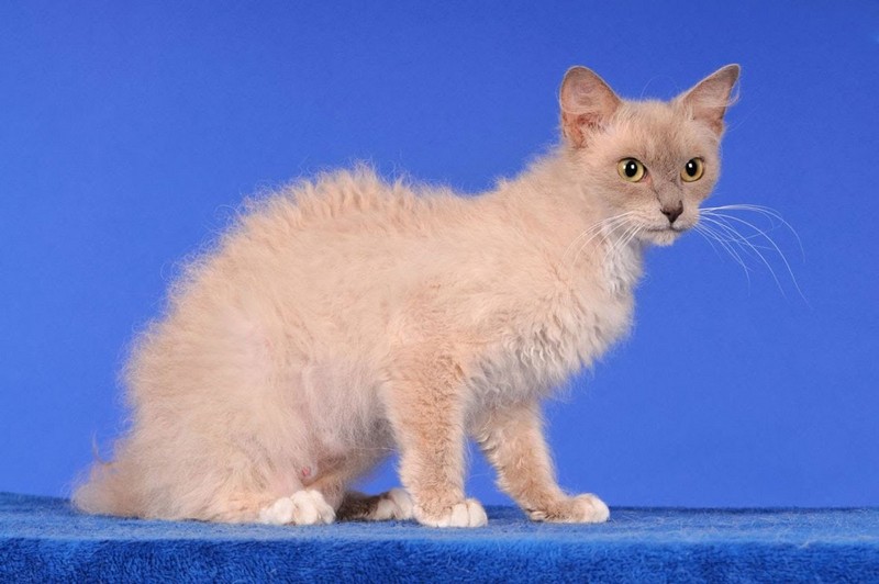 Самые маленькие породы кошек в мире
