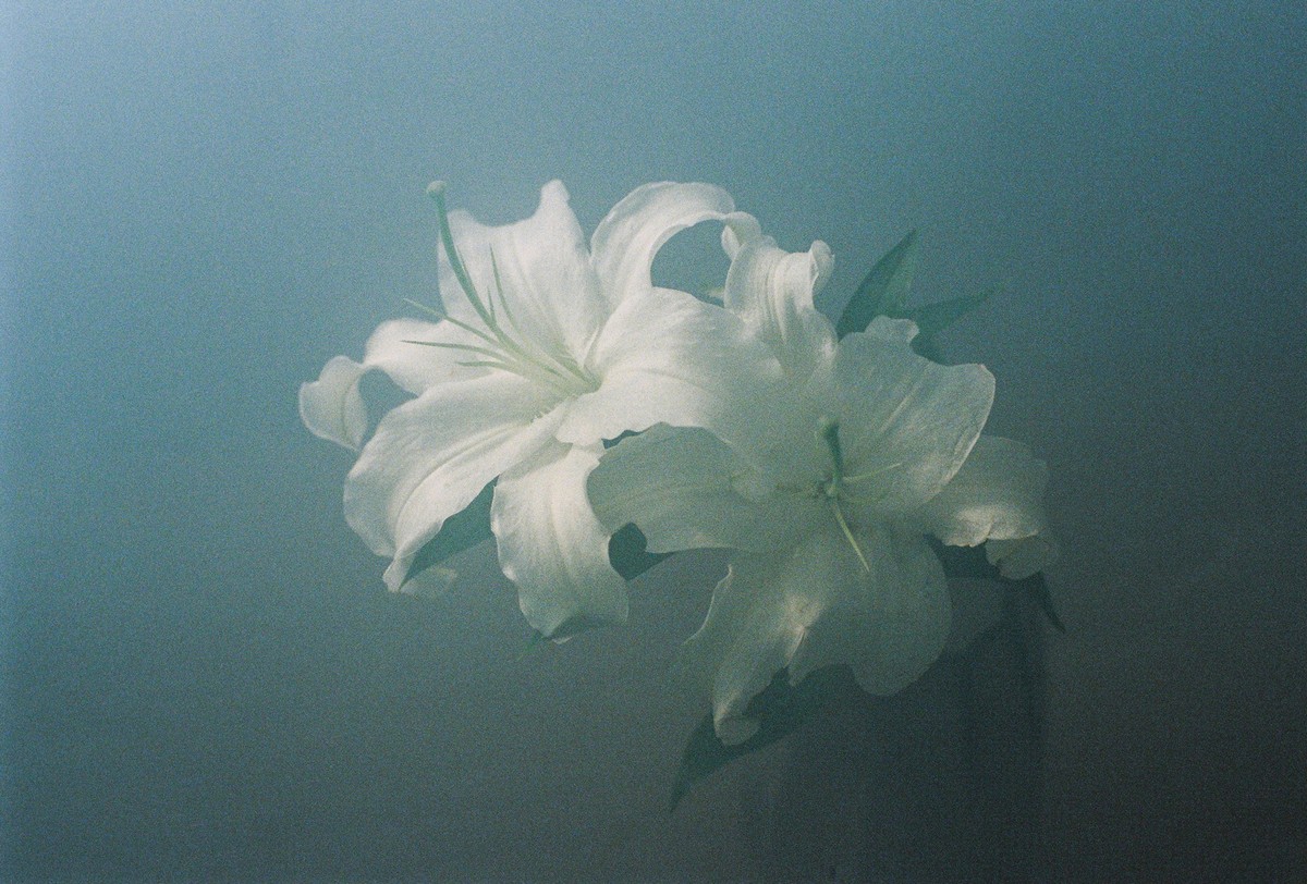 Увядающая красота цветов на снимках Чжи Хун Чжу